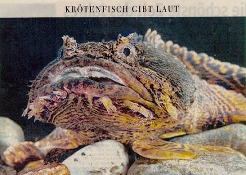 Krötenfisch